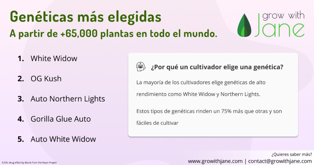 Genéticas Populares Cannabis Genéticas Populares Cannabis