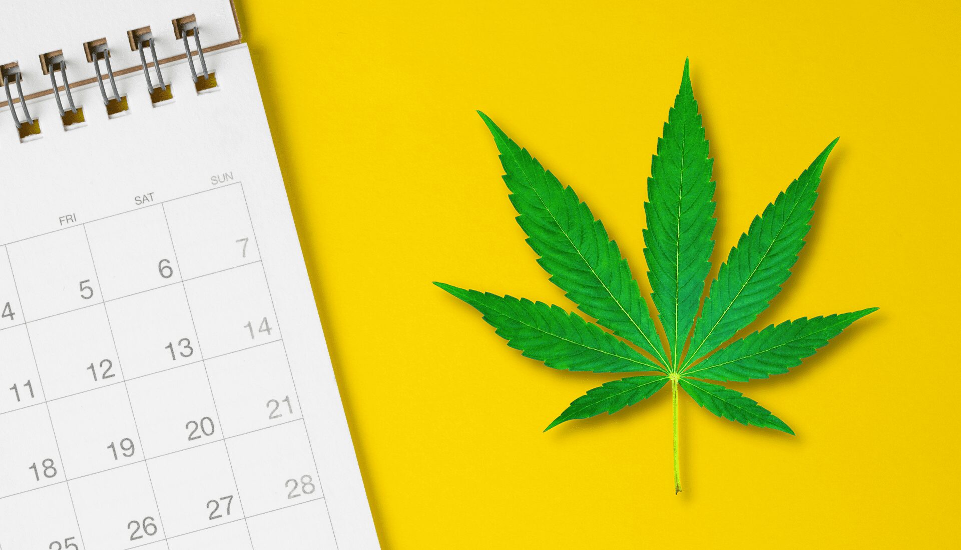 Marihuana: los impactos reales del consumo diario en el cerebro, el cuerpo y el entorno social