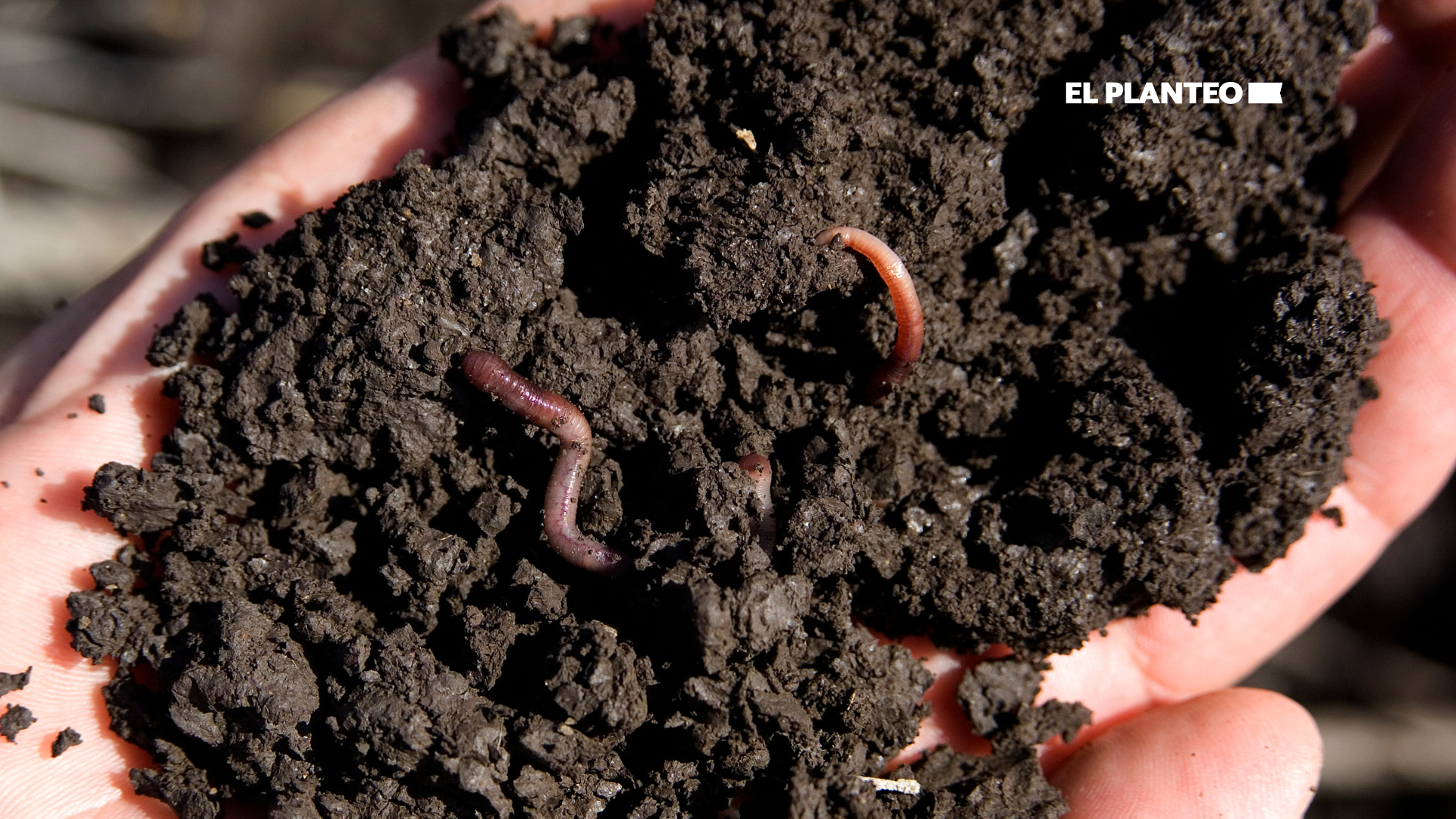 living soil