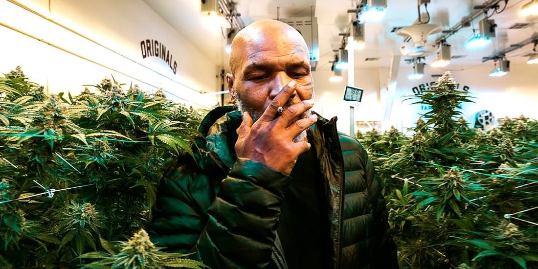 mike tyson cannabis