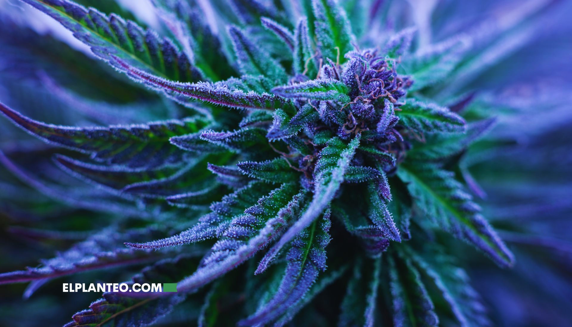 cepa de marihuana con más THC